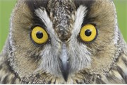 Long-eared Owl (Asio otus) close-up portrait of adult (captive-bred). Scotland.